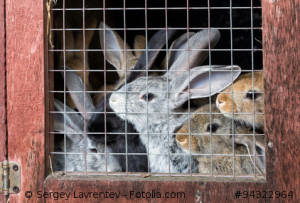 A group of young rabbits in the hutch